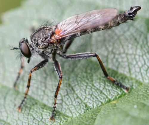 Réf. 266 762 : Neomochtherus geniculatus